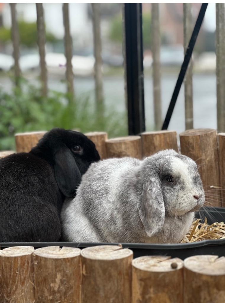 5 sterren huisje gezocht voor leuk konijnenkoppeltje, Dieren en Toebehoren, Konijnen, Dwerg, Meerdere dieren, 3 tot 5 jaar, Hangoor