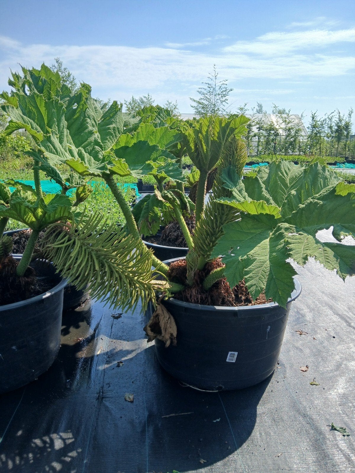 Gunnera in 65 liter potten - Reuzenrabarber 3 meter hoog, Tuin en Terras, Ophalen, Overige soorten, Volle zon