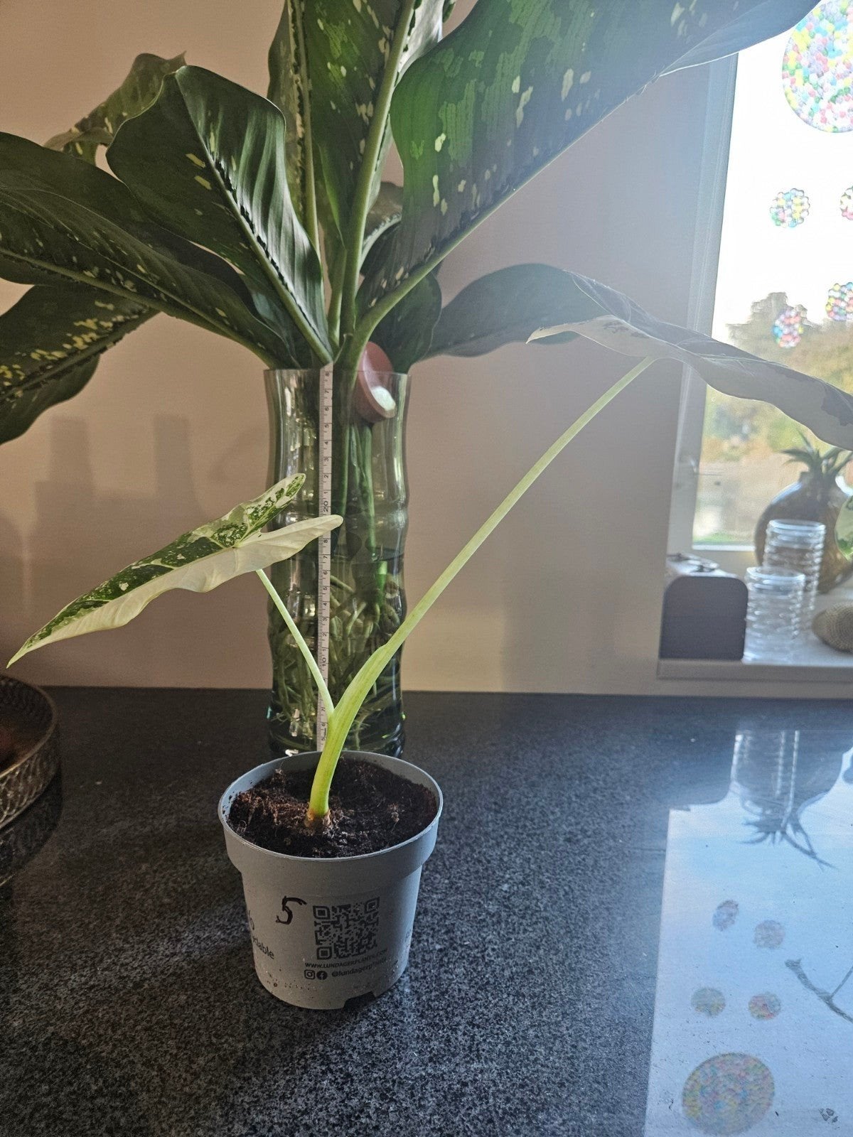 Alocasia Frydek Variegata, Ophalen of Verzenden, Overige soorten, Halfschaduw, Minder dan 100 cm