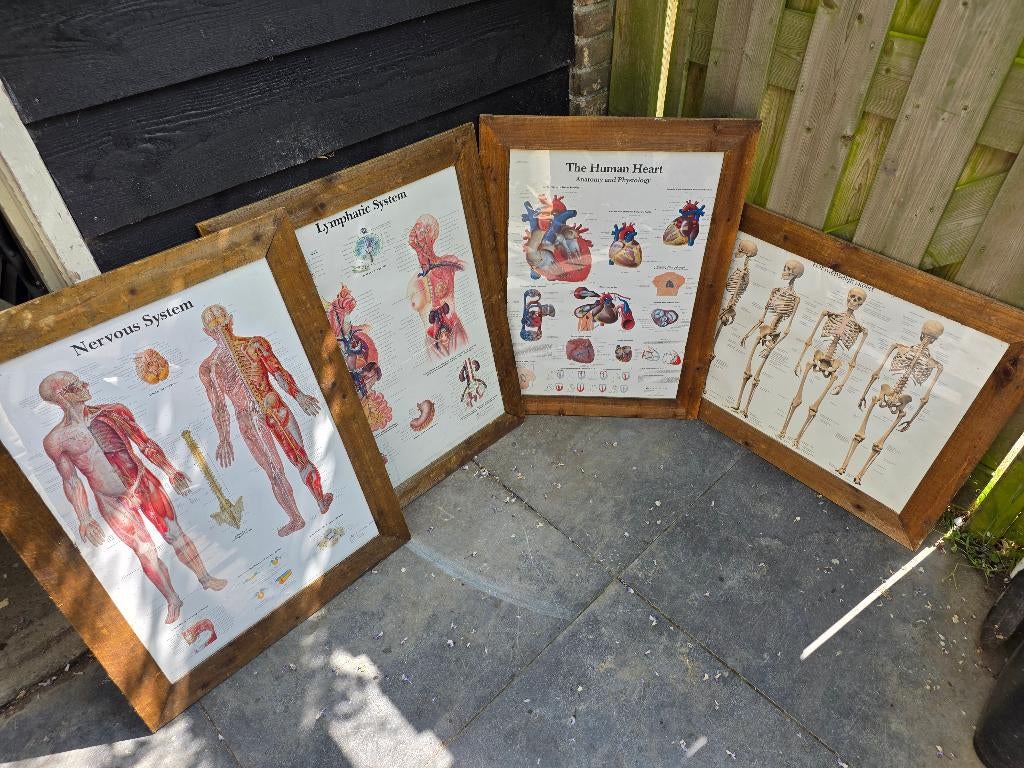 Vintage anatomie posters in houten lijst, Met lijst, Deurposter of groter, Ophalen of Verzenden, Dier of Natuur