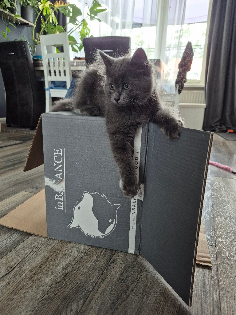Ragicoon kitten poesje blauw, Poes, Gechipt, 0 tot 2 jaar