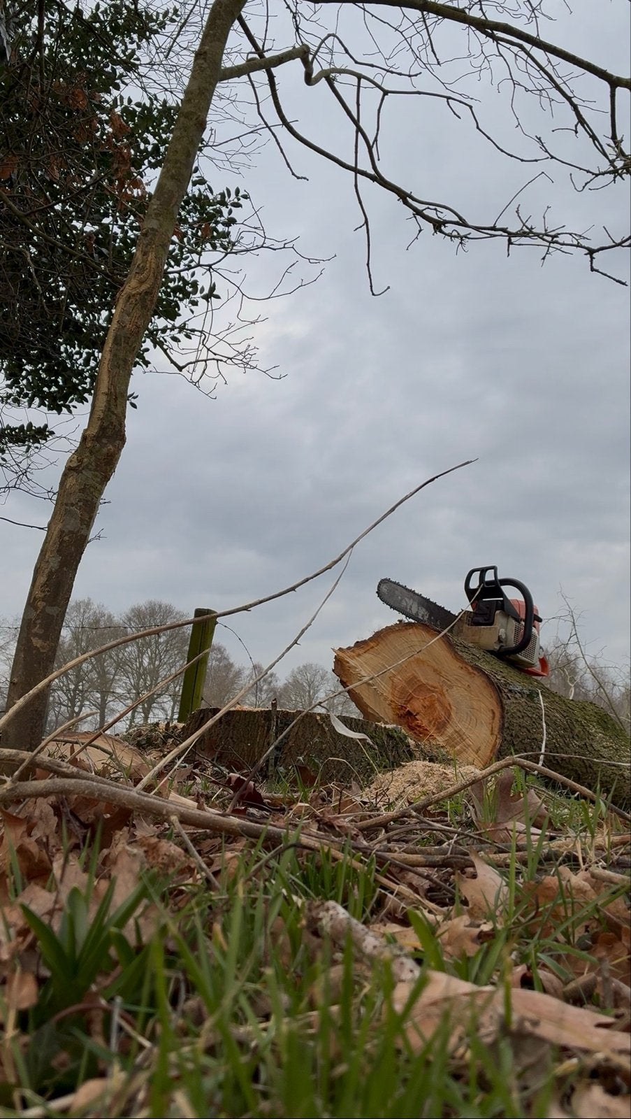 Bomen rooien, zaagwerk, stobbenfrezen, Landschapsverzorging, Overige soorten, Lente, 400 cm of meer, Ophalen