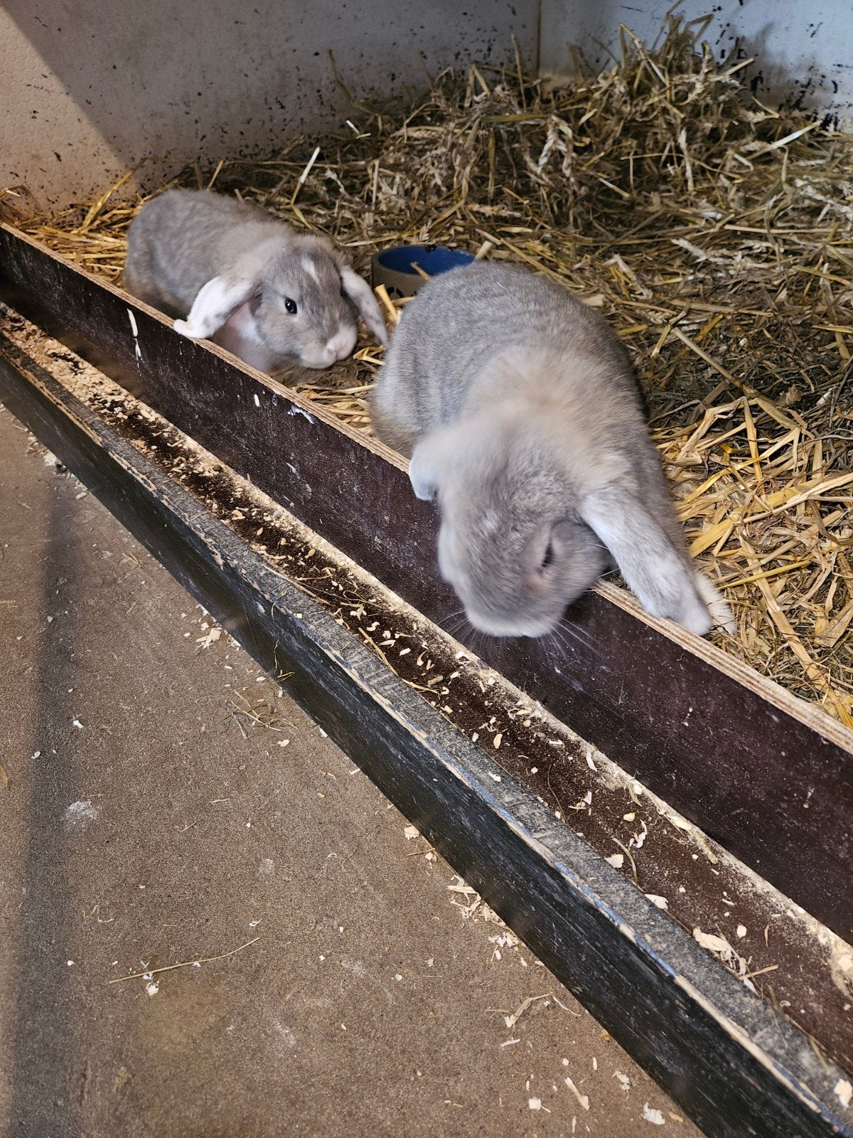 Dwerghangoor rammetjes, Dieren en Toebehoren, Konijnen, Mannelijk, Dwerg