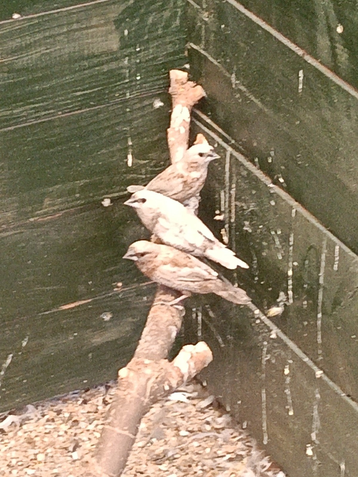 5 Japanse meeuwtjes, Dieren en Toebehoren, Vogels | Overige Vogels, Meerdere dieren