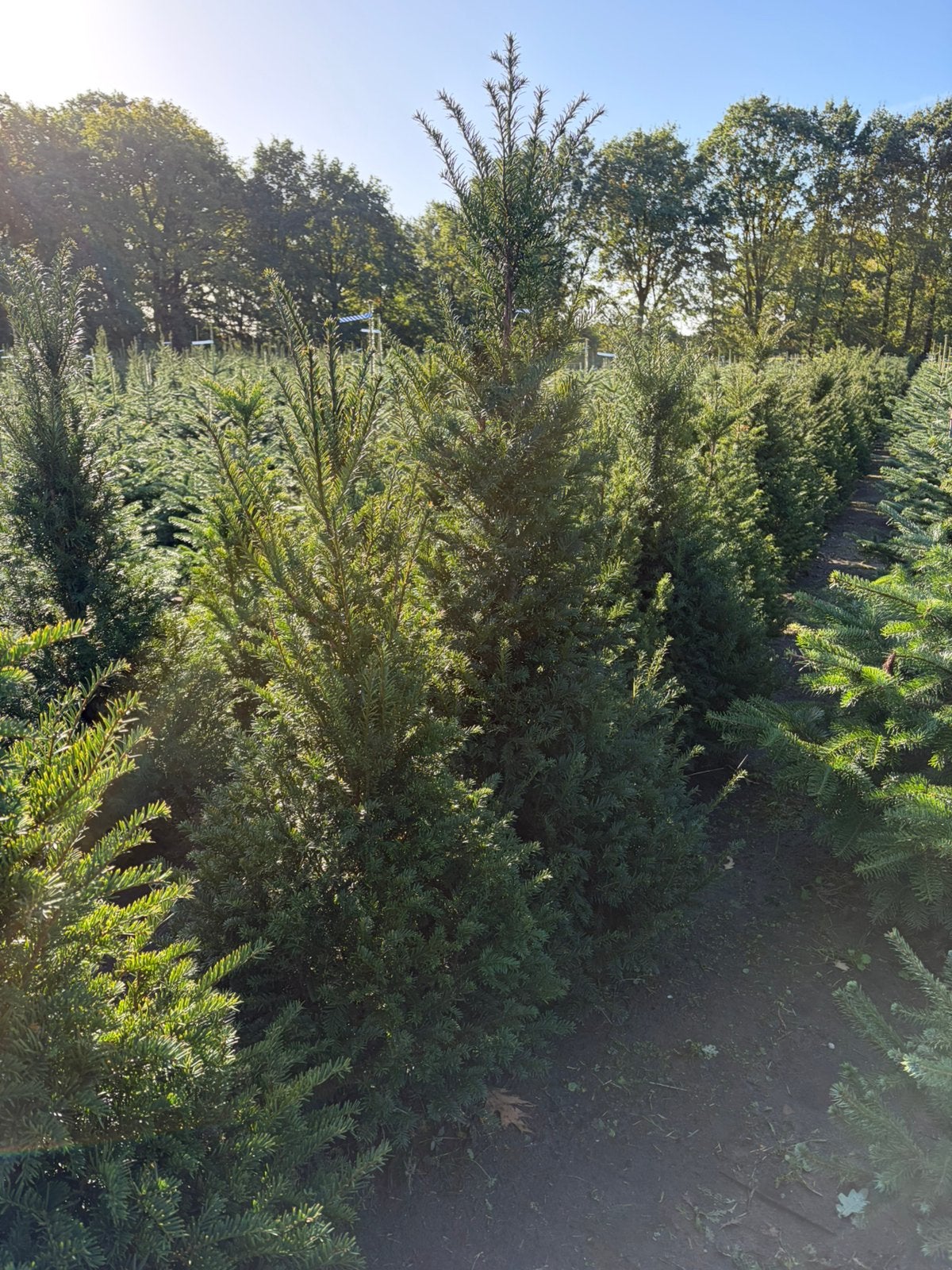 Mooie taxus te koop, Ophalen, Bloeit niet, Halfschaduw, Overige soorten