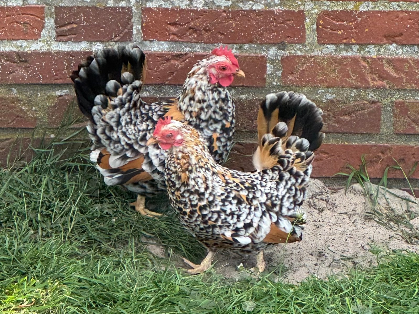 Hollandse Krielen Citroen Porselein – Trio (1haan+2 hennen), Dieren en Toebehoren, Pluimvee, Meerdere dieren, Kip