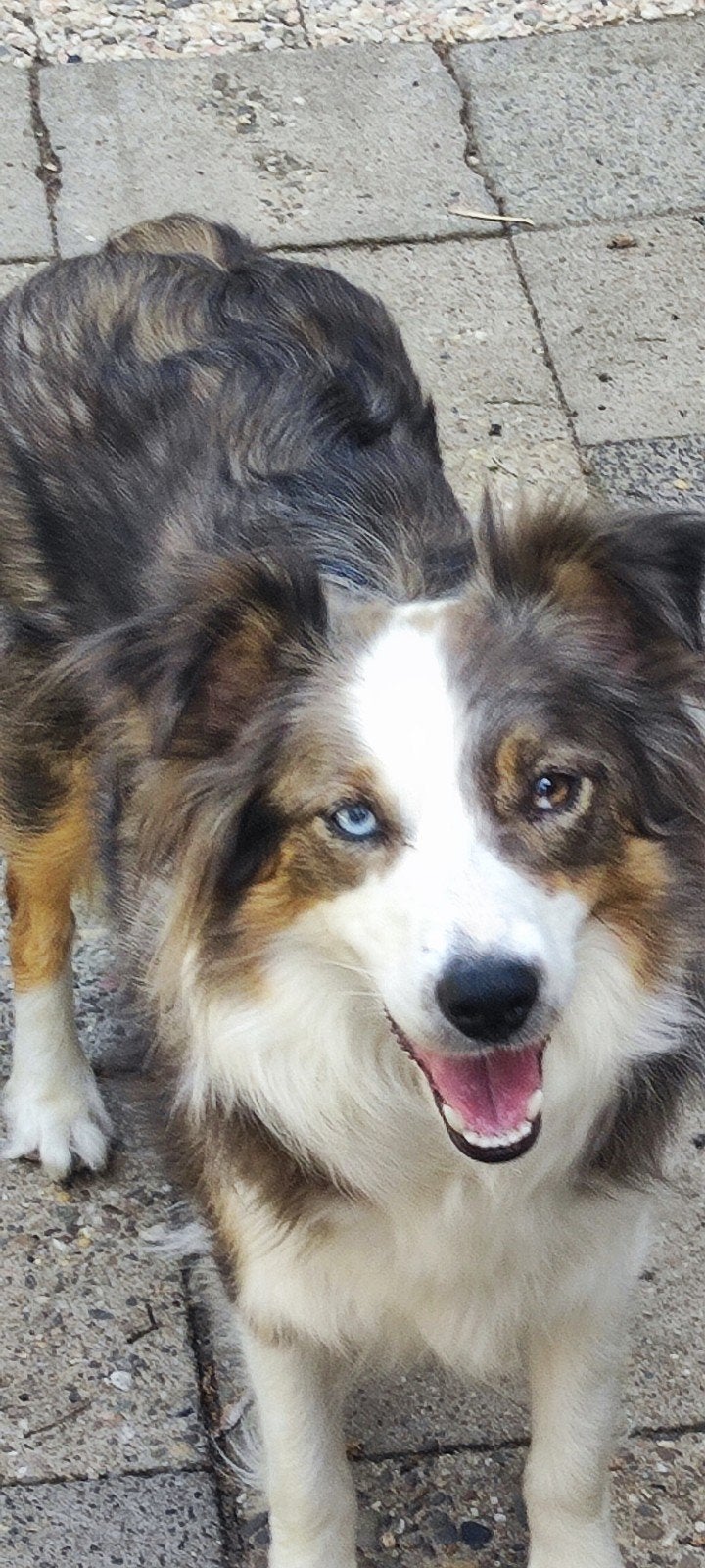 Border Collie Australian Shepherd pups, 8 tot 15 weken, Collie, Meerdere, Meerdere dieren