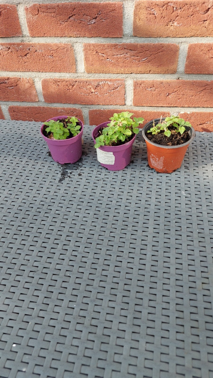 Biologische Aardbeienmunt, Ophalen, Overige soorten, Volle zon