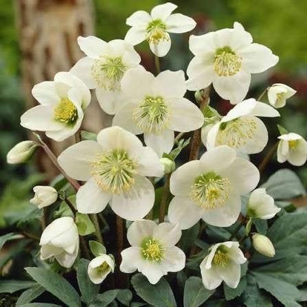 Jonge Helleborus 'Niger' (Kerstroos) in pot!, Ophalen, Overige soorten, Volle zon