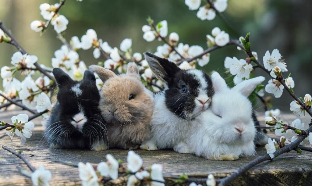 Engelse mini lop konijntjes gevaccineerd., Dieren en Toebehoren, Meerdere dieren, Dwerg, Hangoor, 0 tot 2 jaar