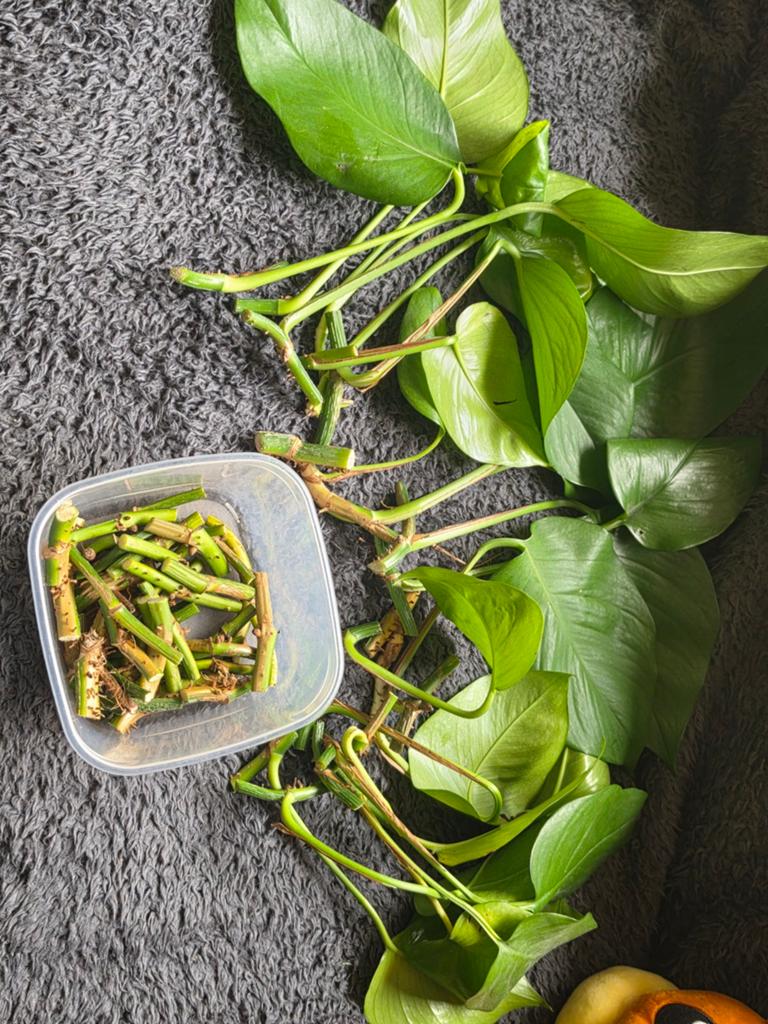 Epipremnum aureum / golden pothos stekjes, Huis en Inrichting, Kamerplanten, Ophalen of Verzenden, Halfschaduw, Minder dan 100 cm