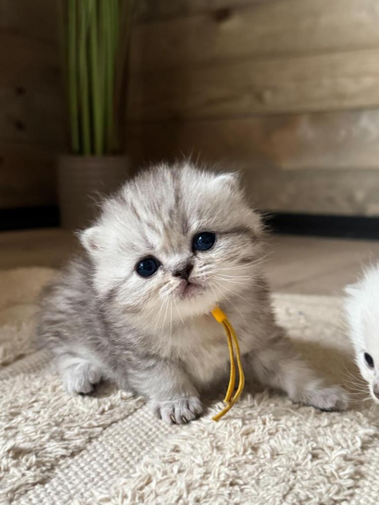 Brits/Britse Korthaar kittens – exclusieve kleuren 🐾, Meerdere dieren, Gechipt