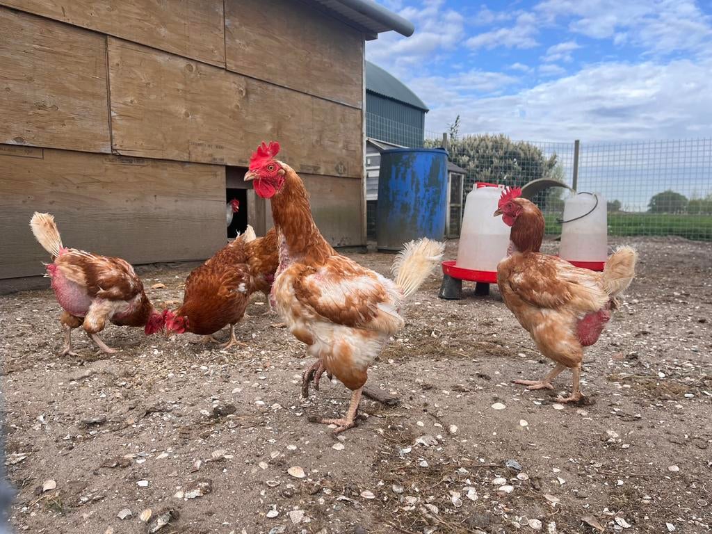 Leghennen te koop 1,5 jaar oud, Dieren en Toebehoren, Pluimvee, Vrouwelijk, Kip