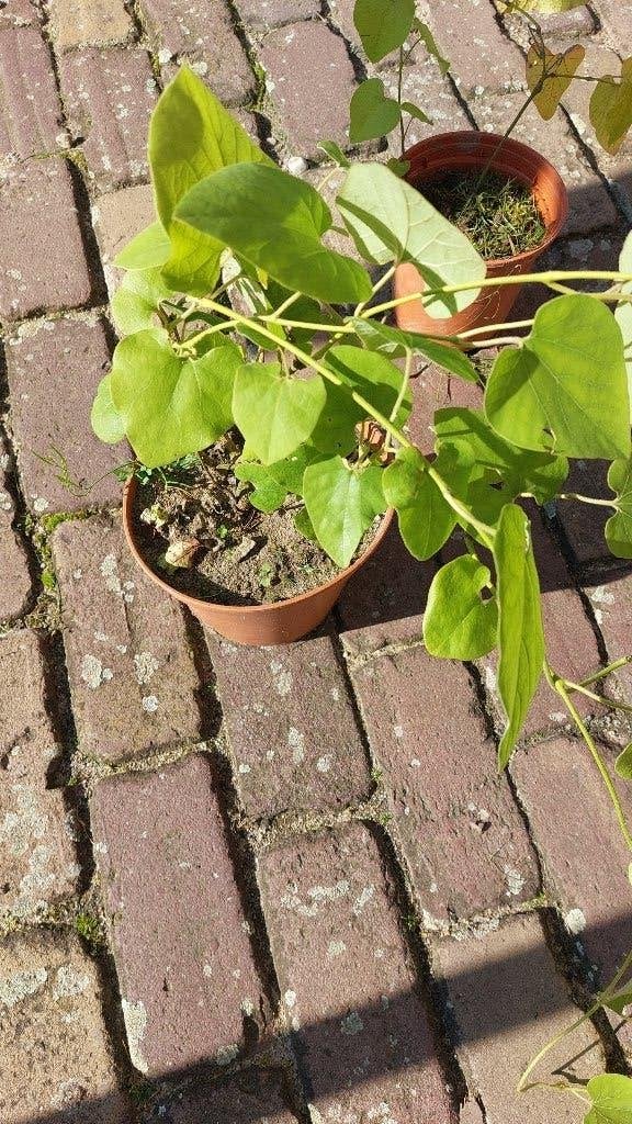 Aristolochia Macrophylla Duitse pijp mooie klimplant in pot, Vaste plant, Ophalen of Verzenden, Halfschaduw, Klimplanten