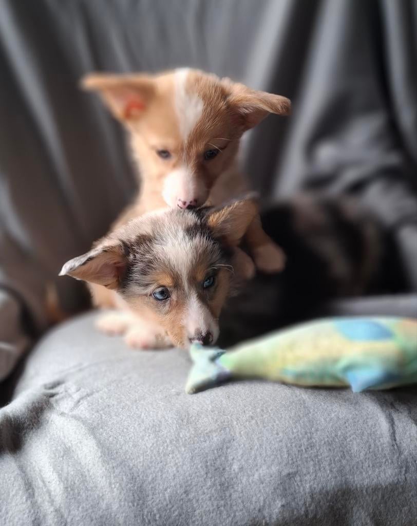 Te koop Schattige welsh corgi cardigan puppys pups, Dieren en Toebehoren, Honden | Herdershonden en Veedrijvers, Overige rassen
