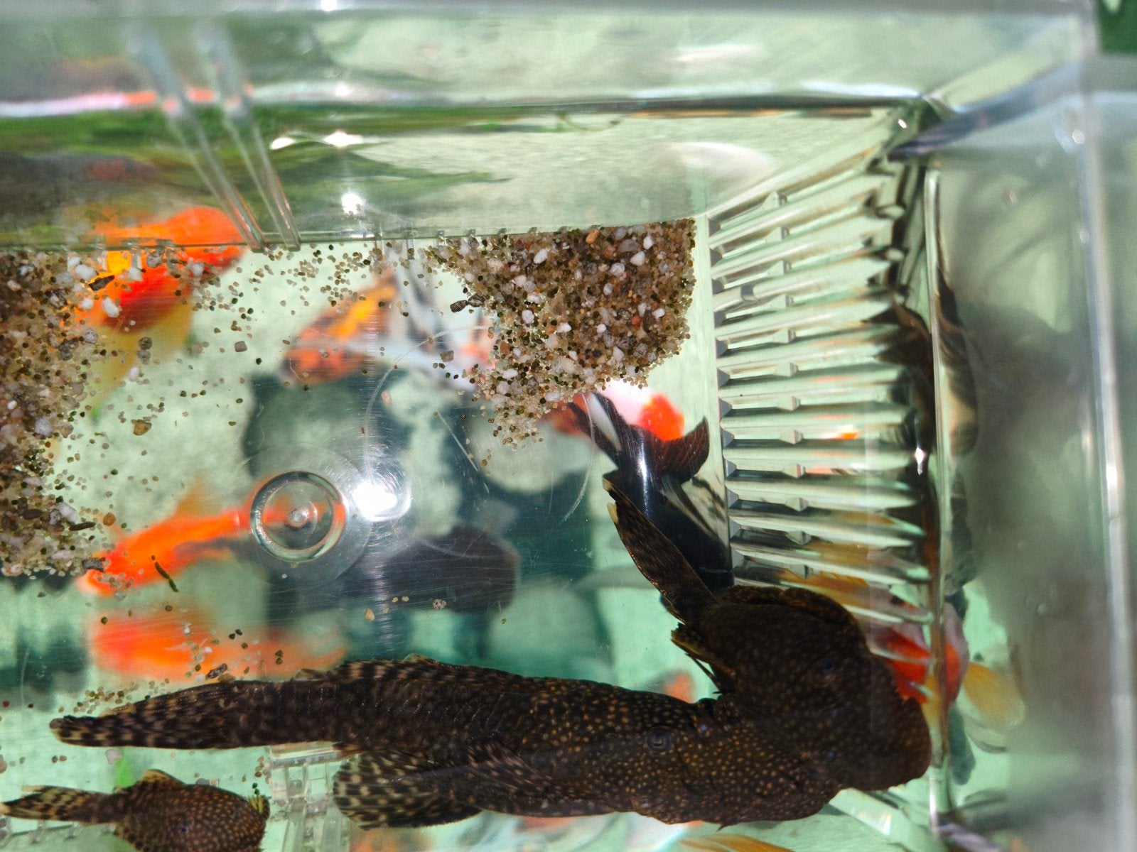 Trio Ancistrus, Dieren en Toebehoren, Vissen | Aquariumvissen, Vis, Zoetwatervis, Schoolvis