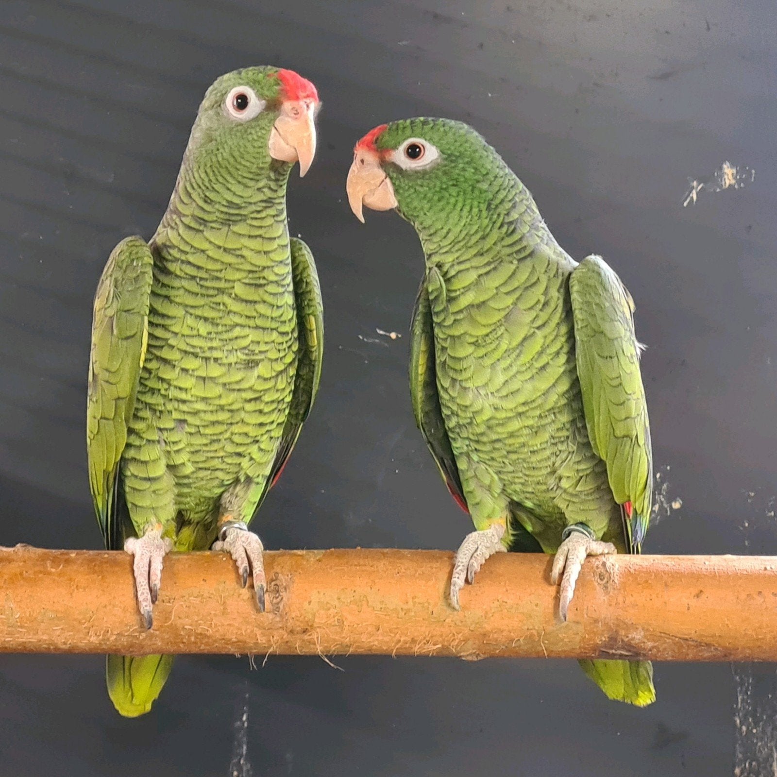 Tucumana amazone, Dieren en Toebehoren, Vogels | Parkieten en Papegaaien, Mannelijk, Papegaai, Geringd