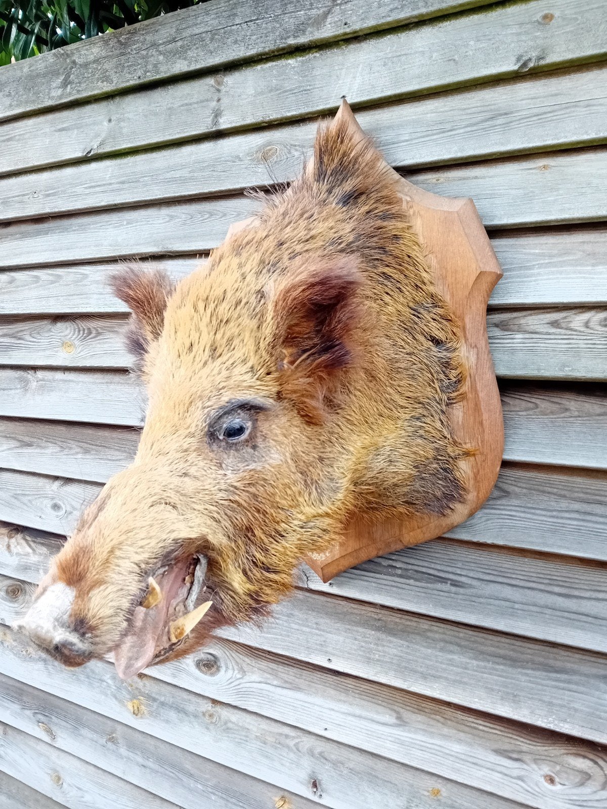 Wild zwijn taxidermie, Ophalen