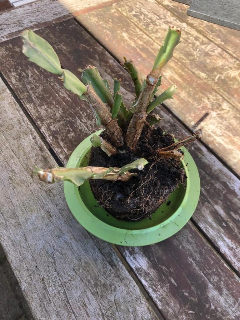 Gratis lidcactus, Huis en Inrichting, Kamerplanten, Ophalen, Halfschaduw, Cactus, Minder dan 100 cm
