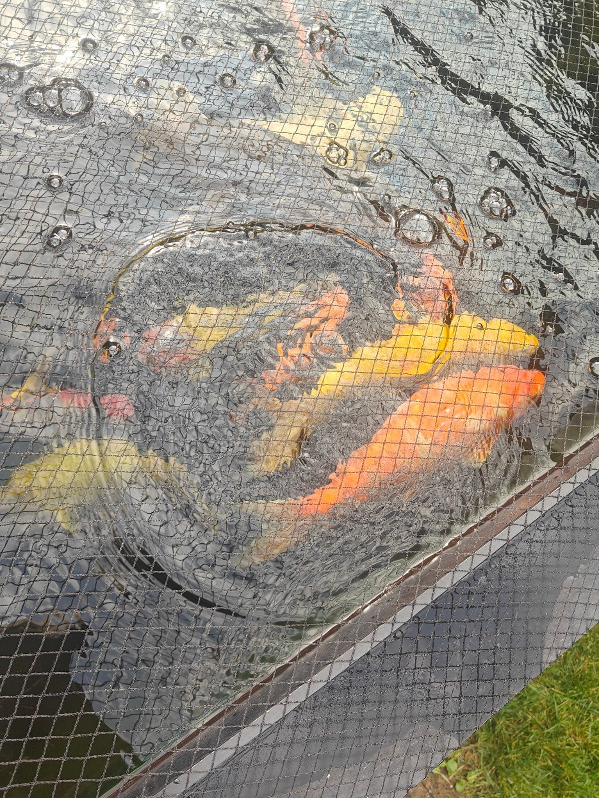 koi karpers tekoop, Dieren en Toebehoren, Vissen | Vijvervissen, Karper of Koi