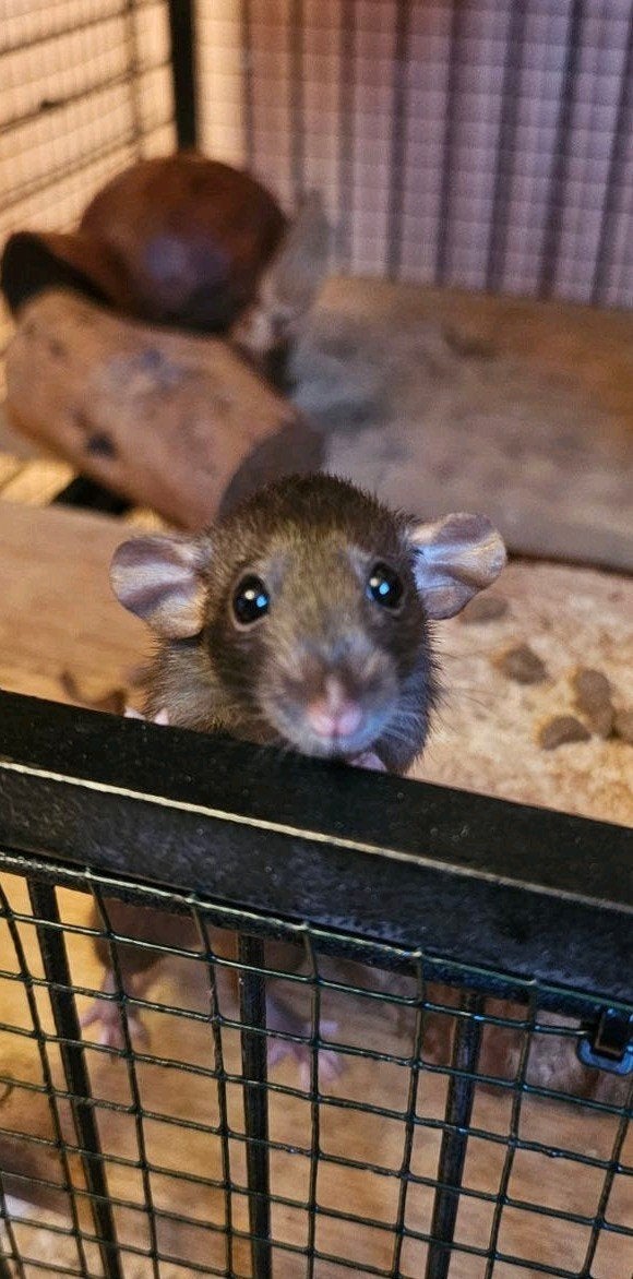 3 tamme vrouwlijke dwergratjes /dumbo ratjes met kooi, Dieren en Toebehoren, Rat, Februari, Vrouwelijk, Tam