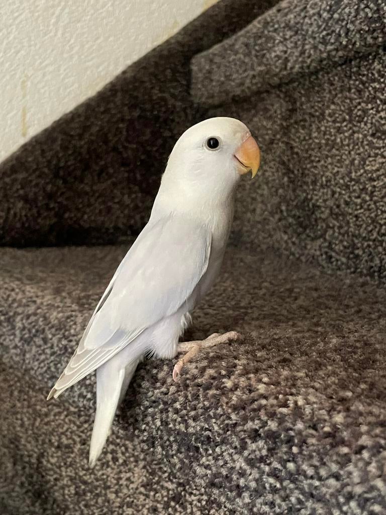 Prachtige Lieve en Jonge Agapornis Dwergpapegaai Lovebird, Dieren en Toebehoren, Vogels | Parkieten en Papegaaien, Meerdere dieren