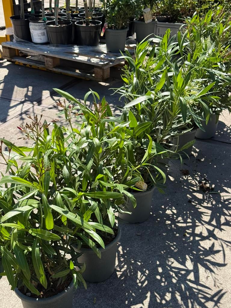 Oleanders supergroot 10 liter pot 60/80 boven pot in knop, Volle zon, Vaste plant, Zomer, Ophalen