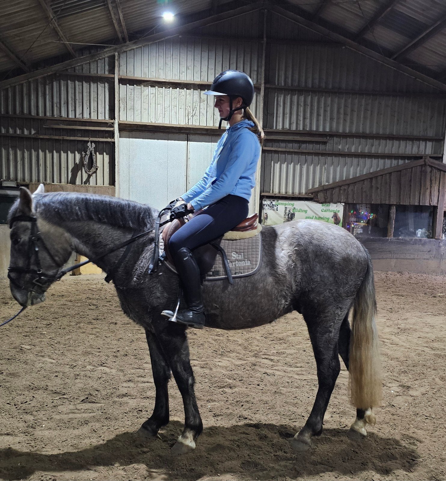 Super aanhankelijke 3,5 jarige ruin, Ruin, Recreatiepaard