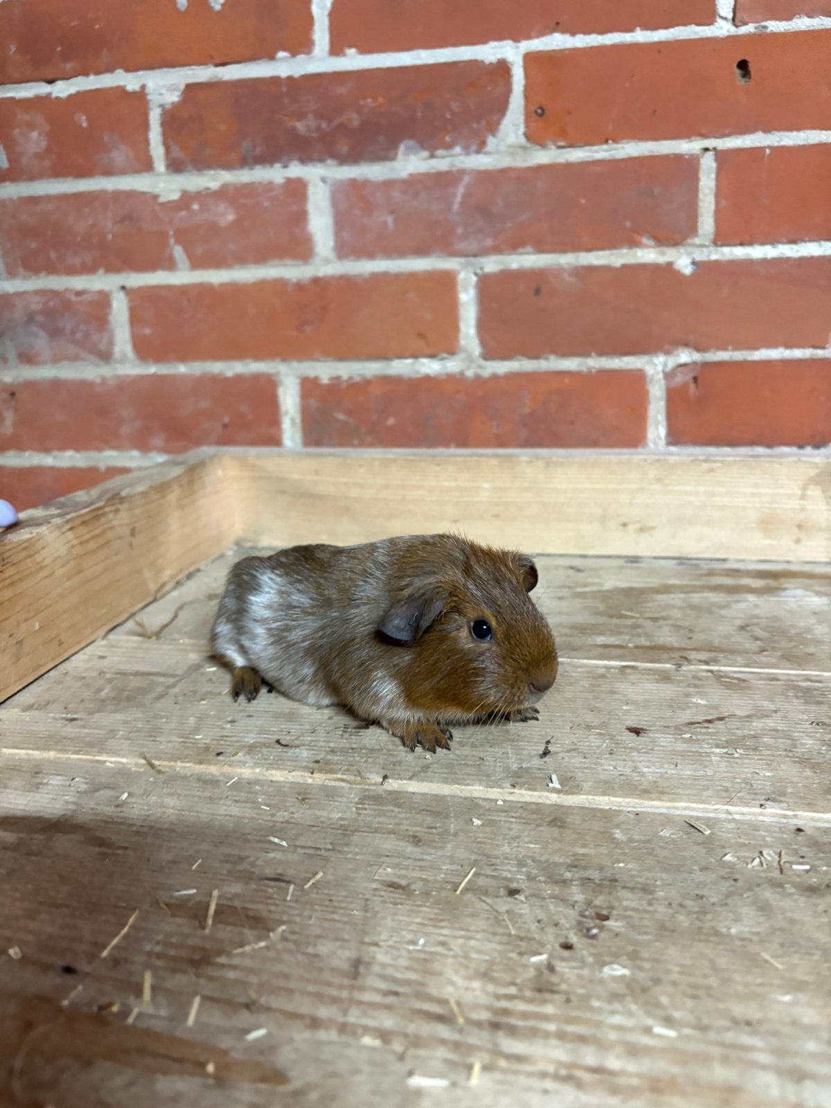 Jonge Cavia beertjes, Dieren en Toebehoren, Knaagdieren, Cavia, Mannelijk, Juli, Tam