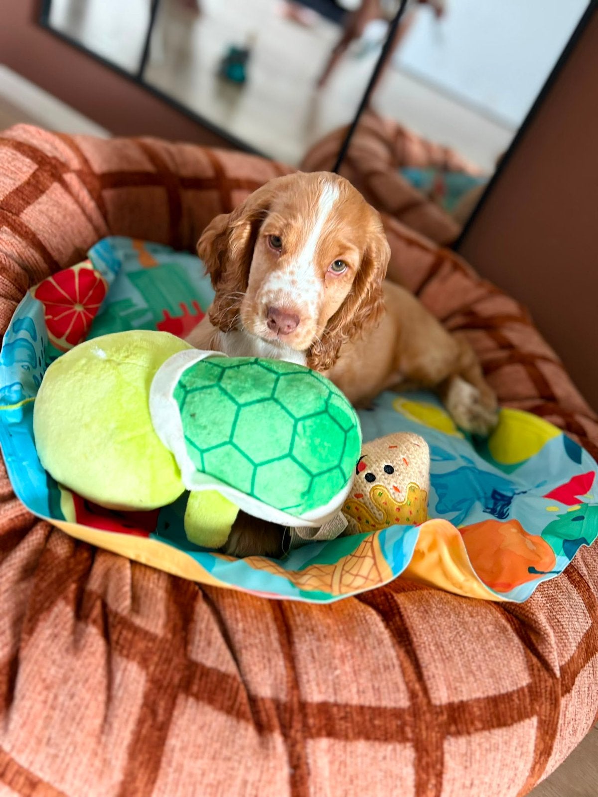 Engelse Cocker Spaniël, Dieren en Toebehoren, 15 weken tot 1 jaar, Reu, Parvo, Eén hond