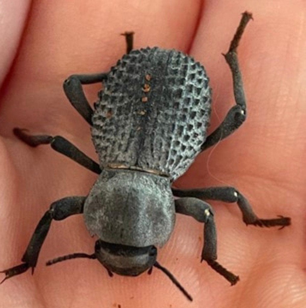 Asbolus verrucosus, Dieren en Toebehoren, Overige soorten, Met terrarium, 0 tot 2 jaar