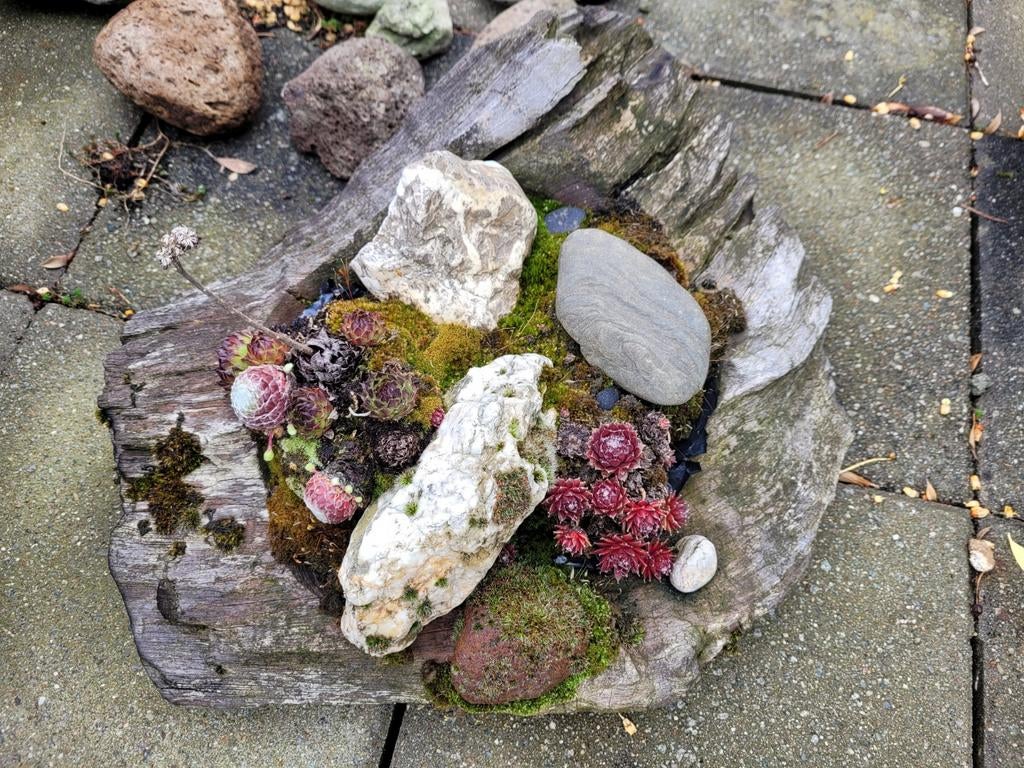 Plantenbakje op boomschors, Ophalen, Rond, Minder dan 30 cm