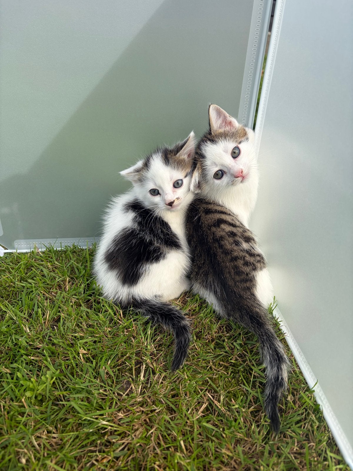 Kittens, Meerdere dieren, Kortharig, 0 tot 2 jaar