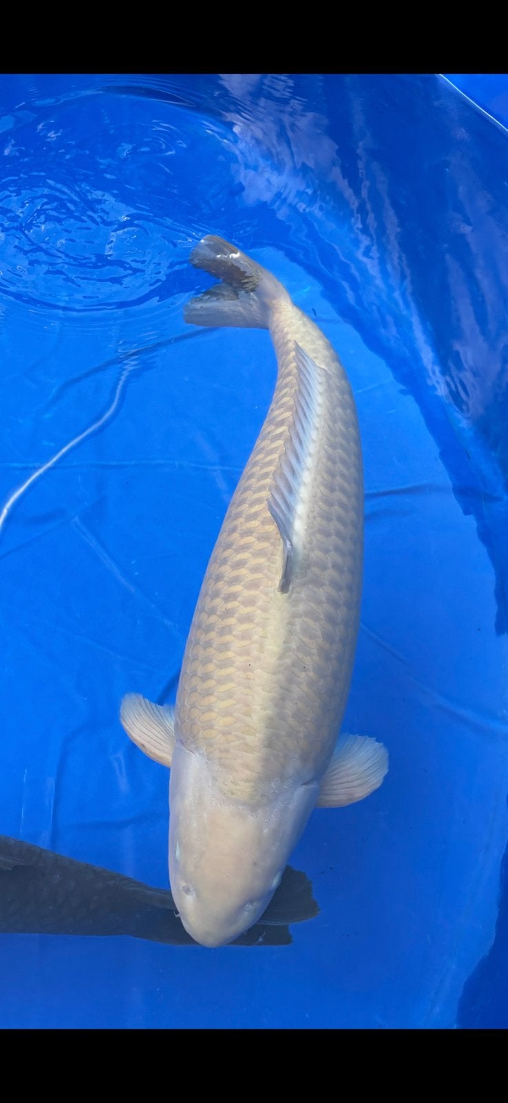 Jumbo Chagoi Marusei 80 Centimeter, Karper of Koi