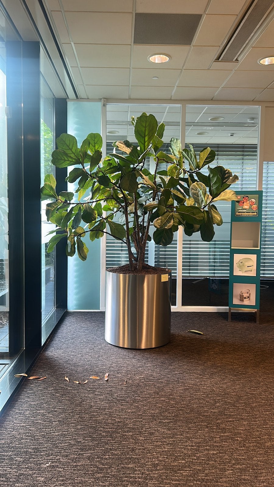 Ficus Lyrata 2.7m/2.0m (bezorg service), Ophalen, Ficus, Halfschaduw, Minder dan 100 cm