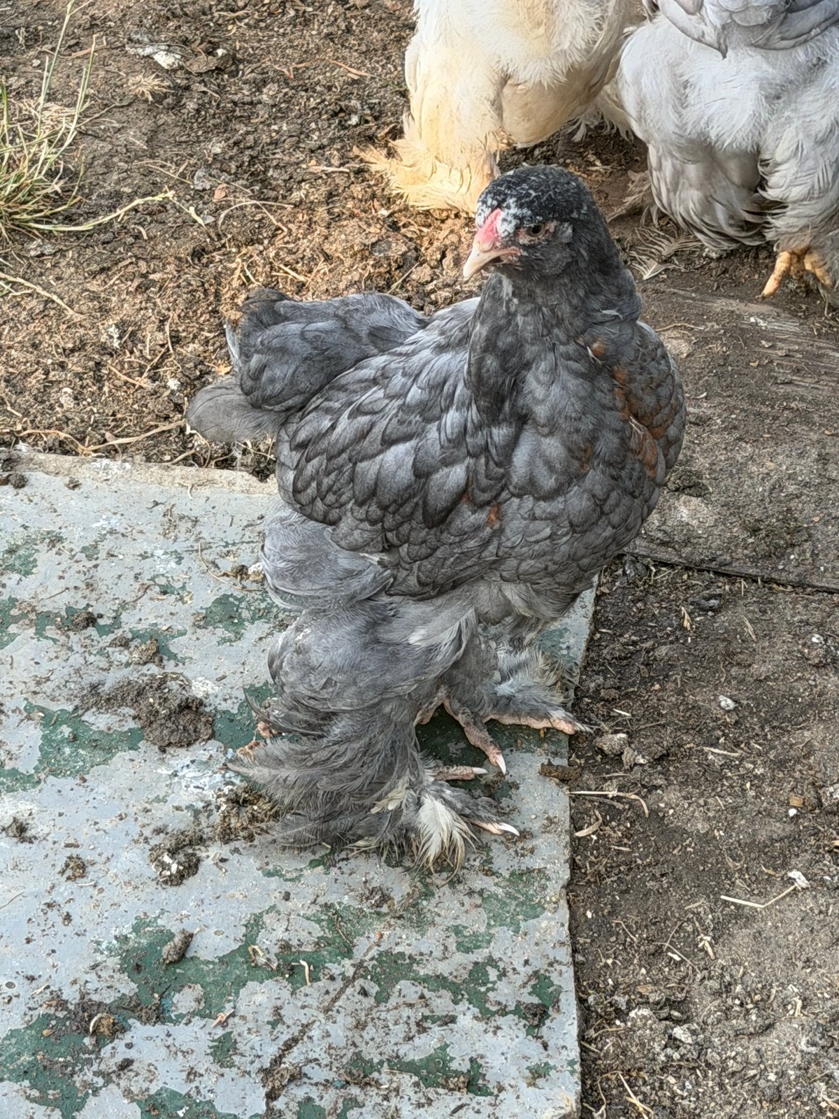 2 stuks brahma hennen 10 weken oud, Vrouwelijk, Kip