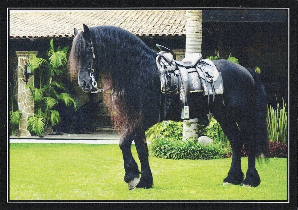 Fries paard 536, Verzamelen, Ophalen of Verzenden, 1980 tot heden, Ongelopen, Paard