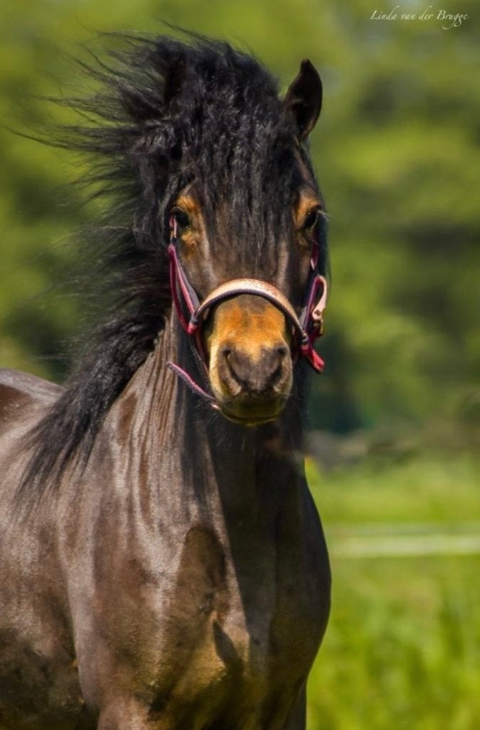  Lieve, mooie NMPRS Appaloosa ruin (6) & Shetlander ruin (5), Met stamboom, Ruin, Niet van toepassing, A pony (tot 1.17m)