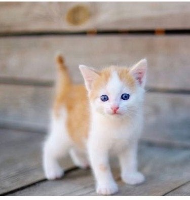 Gezocht kitten of katten, Kater, 0 tot 2 jaar