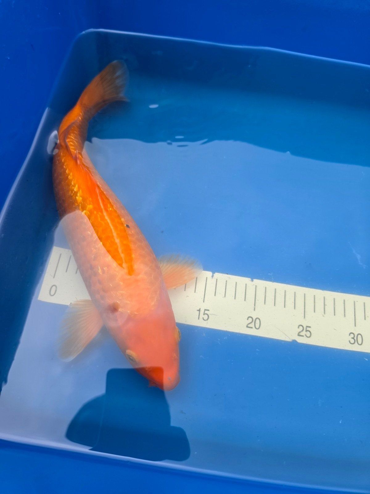 Ginrin Karashigoi Torazo, Dieren en Toebehoren, Karper of Koi