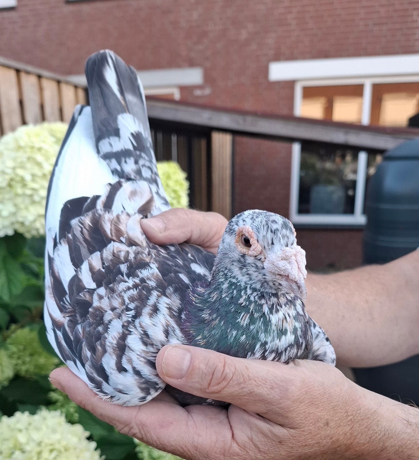 Kleurpostduiven  kleurpostduif, Dieren en Toebehoren, Vogels | Duiven, Mannelijk, Postduif