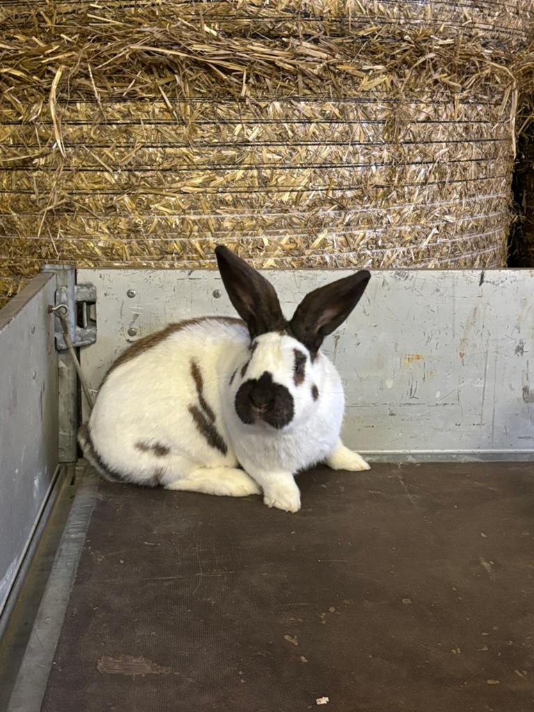 Te koop bruine lotharinger, Dieren en Toebehoren, Konijnen, Mannelijk, Groot