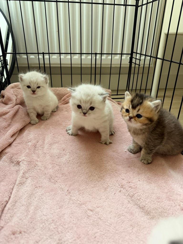 Britse shorthair colorpoint  en golden black shaded kittens!, Dieren en Toebehoren, Katten en Kittens | Raskatten | Korthaar, Meerdere dieren