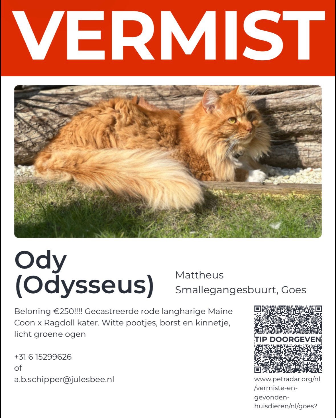 ‼️BELONING €250‼️ KATER GESTOLEN, Dieren en Toebehoren, Katten en Kittens | Raskatten | Langhaar, Kater, Gechipt, 0 tot 2 jaar