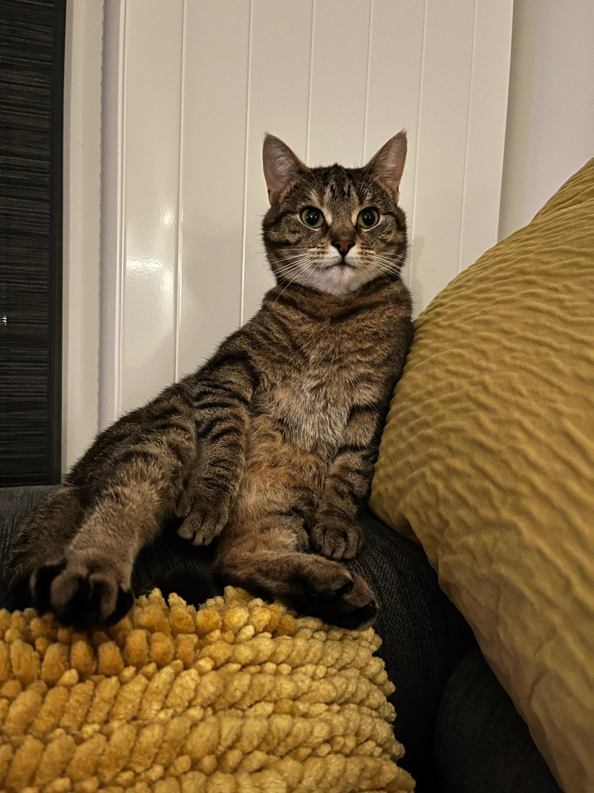 Leuke poes 5 jaar oud, Poes, Kortharig, 3 tot 5 jaar