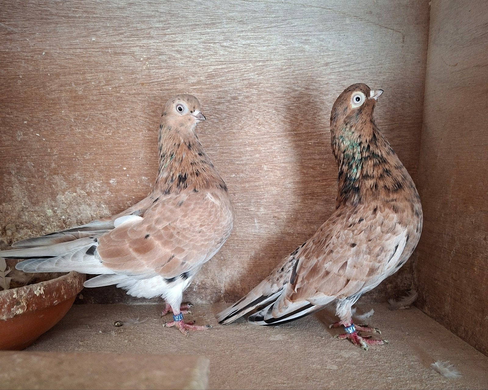 Portugese tuimelaars, Meerdere dieren, Tuimelaar of Roller