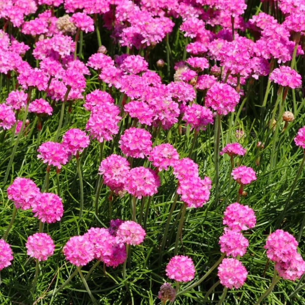 Armeria maritima 'Splendens' - Engels gras in P9 pot, Ophalen of Verzenden, Overige soorten, Volle zon