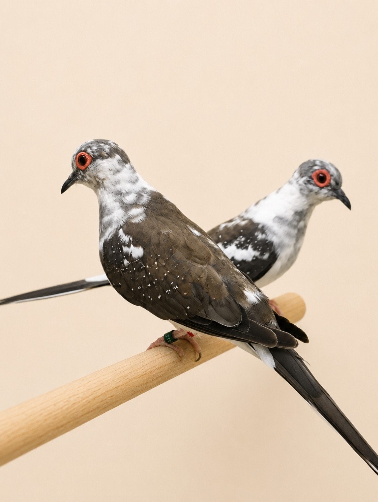 Koppel Diamant duifjes, Meerdere dieren, Tropenvogel, Geringd
