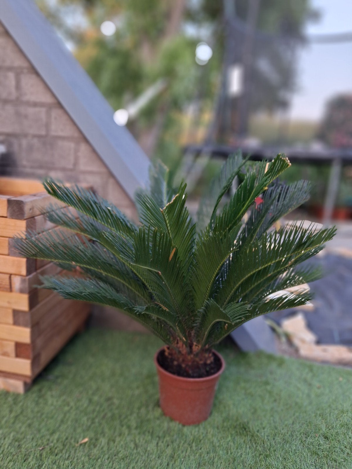 Cycas Revoluta - Japanse Sagopalm, Ophalen of Verzenden, Overige soorten, Halfschaduw