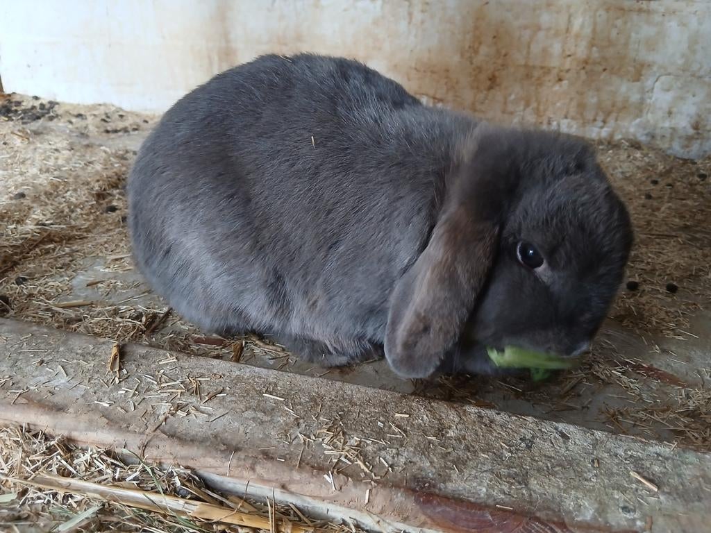 Konijn(vrouwtje), Dieren en Toebehoren, Vrouwelijk, Middelgroot, Hangoor, 0 tot 2 jaar